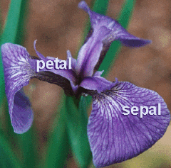 iris